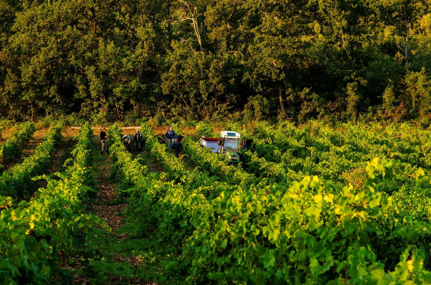 Domaine de Trians - Cuvée Les Mélicots